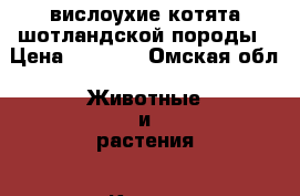 вислоухие котята шотландской породы › Цена ­ 5 000 - Омская обл. Животные и растения » Кошки   